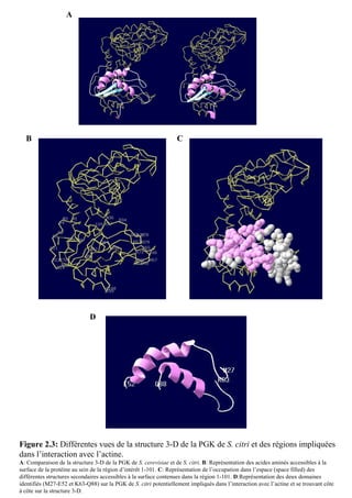 A




  B                                                               C




                             D




Figure 2.3: Différentes vues de la structure 3-D de la PGK de S. citri et des régions impliquées
dans l’interaction avec l’actine.
A: Comparaison de la structure 3-D de la PGK de S. cerevisiae et de S. citri. B: Représentation des acides aminés accessibles à la
surface de la protéine au sein de la région d’intérêt 1-101. C: Représentation de l’occupation dans l’espace (space filled) des
différentes structures secondaires accessibles à la surface contenues dans la région 1-101. D:Représentation des deux domaines
identifiés (M27-E52 et K63-Q88) sur la PGK de S. citri potentiellement impliqués dans l’interaction avec l’actine et se trouvant côte
à côte sur la structure 3-D.
 