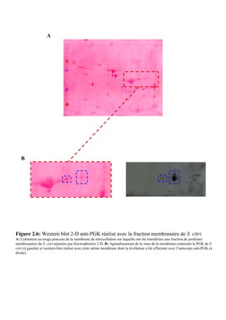 A




   B




Figure 2.6: Western blot 2-D anti-PGK réalisé avec la fraction membranaire de S. citri.
A: Coloration au rouge ponceau de la membrane de nitrocellulose sur laquelle ont été transférées une fraction de protéines
membranaires de S. citri séparées par électrophorèse 2-D. B: Agrandissement de la zone de la membrane contenant la PGK de S.
citri (à gauche) et western blot réalisé avec cette même membrane dont la révélation a été effectuée avec l’anticorps anti-PGK (à
droite).
 