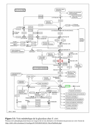 Figure 3.1: Voie métabolique de la glycolyse chez S. citri.
Présence de la phosphoglycérate kinase (en rouge) et de la voie alternative à la formation du pyruvate (en vert). Extrait de
(http://cbib1.cbib.u-bordeaux2.fr/molligen3b/TOOLBOX/KEGG /ShowPathMulti.php)
 