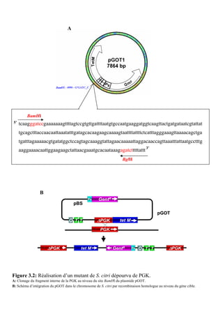 A




         BamHI
5’   tcaagggatccgaaaaaaagttttagtccgtgttgattttaatgtgccaatgaaggatggtcaagttactgatgataatcgtattat
     tgcagctttaccaacaattaaatatttgatagcacaagaagcaaaagtaattttattttctcatttagggaaagttaaaacagctga
     tgatttagaaaaacgtgatatggctccagtagcaaaggtattagaacaaaaattaggacaaccagttaaatttattaatgcctttg
     aaggaaaacaattggaagaagctattaacgaaatgcacaataaagagatctttttattt 3’
                                                                     BglII




                 B
                                               Ps     GentR
                                      pBS

                                                                                          pGOT
                                   O T T             ∆PGK          tet M
                                                       PGK



                      ∆PGK                 tet M              GentR        Ps   O T T             ∆PGK




Figure 3.2: Réalisation d’un mutant de S. citri dépourvu de PGK.
A: Clonage du fragment interne de la PGK au niveau du site BamHI du plasmide pGOT.
B: Schéma d’intégration du pGOT dans le chromosome de S. citri par recombinaison homologue au niveau du gène cible.
 