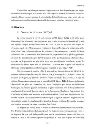 Chapitre 3


       L’objectif du travail exposé dans ce chapitre concerne donc la production, par simple
recombinaison homologue, d’un mutant de S. citri dépourvu de PGK. Néanmoins, aucun des
mutants obtenus ne correspondant à celui attendu, l’identification des gènes ayant subi un
évènement de recombinaison chez l’ensemble des mutants produits a été mise en œuvre.


II. Résultats
       1. Construction du vecteur pGOTpgk

       Le vecteur navette S. citri/E. coli, nommé pGOT (figure 3.2A), a été utilisé pour
l’obtention d’un tel mutant. Ces vecteurs ont pour origine commune le plasmide pBS+ qui
leur apporte l’origine de réplication colE1 d’E. coli. De plus, ils possèdent une origine de
réplication de S. citri. Deux gènes de résistance à deux antibiotiques, la gentamycine et la
tétracycline, sont également présents. La résistance à la gentamycine, exprimée de façon
constitutive sous la dépendance d’un promoteur fort, le promoteur de la spiraline, permet la
sélection des transformants après l’électroporation tandis que la résistance à la tétracycline,
apportée par le promoteur du gène cible après une recombinaison homologue, permet de
sélectionner les clones ayant subi cet évènement. Le mutant pour le gène cible désiré est
obtenu par simple recombinaison homologue au niveau de ce gène (figure 3.2B)
       Afin de tronquer de manière ciblée le gène pgk, un fragment interne de 300 pb de ce
dernier a été amplifié par PCR avec les amorces PGK_F-BamHI et PGK_R-BglII. Le choix du
fragment sur le gène pgk répond à plusieurs critères essentiels. Tout d’abord, à la vue du
schéma d’intégration représenté pour le plasmide pGOT (figure 3.2B), l’absence de la partie
N-terminale du gène est impérative car, après intégration par simple recombinaison
homologue, sa présence pourrait reconstituer le gène fonctionnel lors de la recombinaison
avec la partie C-terminale du gène présent sur le chromosome. De plus, ce fragment doit être
d’une taille suffisante pour permettre la recombinaison chez S. citri, mais doit également être
limitée. En effet, lors de la recombinaison homologue, la région N-terminale du gène cible est
reconstituée, rendant éventuellement fonctionnel ce domaine protéique. De manière générale,
une longueur autour de 300 pb est préconisée chez S. citri.
       Ce fragment est ensuite inséré au niveau du site BamHI de chacun des deux plasmides.
Ces derniers sont ensuite introduits dans E. coli par électroporation. L’intégration en « sens »
du fragment du gène pgk, indispensable pour que la recombinaison puisse avoir lieu, est
vérifiée à l’aide d’une double digestion enzymatique à l’aide des enzymes de restriction

                                              81
 