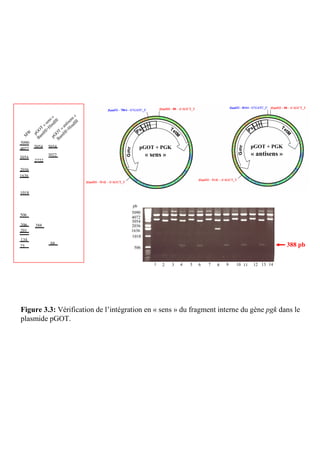 »             s»
               ns II         en I
             se ndI       tis ndII
            « i         an
           T H
         O I+          « Hi
     W pG mH         T I+
                    O H
   M
         Ba      pG am
                     B
5090
4072   5054 5054                          pGOT + PGK                                       pGOT + PGK
3054
              3022                          « sens »                                       « antisens »
       2722

2036
1636


1018


                                     pb
                                     5090
506
                                     4072
                                     3054
396      388                         2036
201                                  1636
                                     1018
134
                 88                                                                                       388 pb
75                                    506


                                               1   2   3   4   5   6   7   8   9   10 11   12 13 14




Figure 3.3: Vérification de l’intégration en « sens » du fragment interne du gène pgk dans le
plasmide pGOT.
 