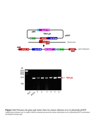 Ps     GentR
                                      pBS
                                                        7864 pb
                                                                                       pGOT
                                   O T T            ∆PGK          tet M

                                                        PGK                               chromosome



                       ∆PGK               tet M               GentR       Ps   O T T         ∆PGK         après intégration




                      pb
                     3054
                     2036
                     1636
                     1018                                                               960 pb
                                                                                       960pb
                      506



                                   O      T 1       2         3   4    5       6
                                        OT
                                 H 2 pG O
                                     pG




Figure 3.4: Présence du gène pgk entier chez les clones obtenus avec le plasmide pGOT.
Amplification obtenue avec le couple d’amorce montrant qu’aucun des clones sélectionnés avec le plasmide pGOT ne présentent
de disruption du gène pgk.
 