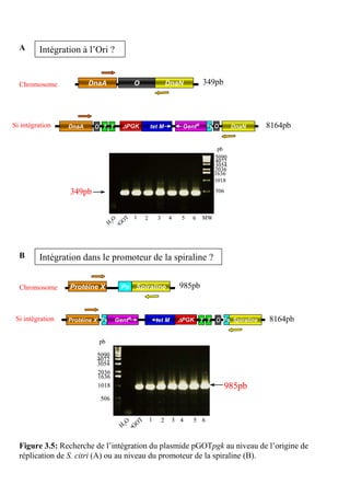A      Intégration à l’Ori ?


  Chromosome             DnaA               O                 DnaN          349pb




Si intégration    DnaA    O T T        ∆PGK         tet M           GentR     Ps O      DnaN   8164pb

                                                                                  pb
                                                                                 5090
                                                                                 4072
                                                                                 3054
                                                                                 2036
                                                                                 1636
                                          8164pb                                 1018

                  349pb                                                          506




                                    O     T 1   2     3       4     5   6   MW
                                  H 2 pGO




  B      Intégration dans le promoteur de la spiraline ?


  Chromosome      Protéine X          Ps Spiraline                 985pb


 Si intégration   Protéine X Ps     GentR             tet M        ∆PGK T T O Ps Spiraline     8164pb

                            pb

                           5090
                           4072
                           3054
                           2036
                           1636
                           1018                                                      985pb
                            506


                                        O     T 1         2       3 4   5 6
                                      H 2 pGO


  Figure 3.5: Recherche de l’intégration du plasmide pGOTpgk au niveau de l’origine de
  réplication de S. citri (A) ou au niveau du promoteur de la spiraline (B).
 