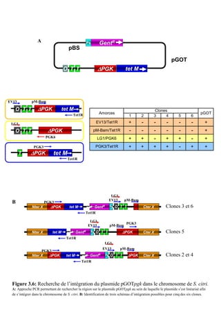 A                                  Ps     GentR
                                      pBS

                                                                                                            pGOT
                                    O T T                   ∆PGK             tet M




EV13          pM-Bam

   O T T          ∆PGK              tet M                                                        Clones
                                         Tet1R              Amorces                                                            pGOT
                                                                               1       2        3     4         5        6

 LG1                                                       EV13/Tet1R          +       -        -       -        -       -        +
   O T T                ∆PGK                              pM-Bam/Tet1R         -       -        -       -        -       -        +
                       PGK6                                LG1/PGK6            +       +        -       +       +        -        +
               PGK3                                        PGK3/Tet1R          +       +        +       +        -       +        +
       T     ∆PGK           tet M
                                      Tet1R




                                                                   LG1
                                                                  EV13      pM-Bam
 B                   PGK3
              Nter X    ∆PGK           tet M              GentR   Ps O T T               Cter X         Clones 3 et 6
                                                  Tet1R

                                                      LG1
                                                                             PGK3
                                                     EV13         pM-Bam
              Nter X        tet M            GentR    Ps O T T             ∆PGK          Cter X         Clones 5
                                     Tet1R
                                                               LG1
                                                              EV13       pM-Bam
                   PGK3
              Nter X  ∆PGK           tet M            GentR    Ps O T T       ∆PGK       Cter X         Clones 2 et 4
                                               Tet1R




 Figure 3.6: Recherche de l’intégration du plasmide pGOTpgk dans le chromosome de S. citri.
 A: Approche PCR permettant de rechercher la région sur le plasmide pGOTpgk au sein de laquelle le plasmide s’est linéarisé afin
 de s’intégrer dans le chromosome de S. citri. B: Identification de trois schémas d’intégration possibles pour cinq des six clones.
 