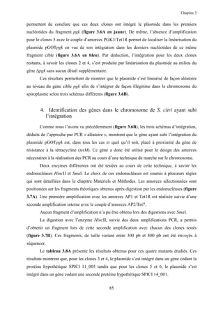 Chapitre 3


permettent de conclure que ces deux clones ont intégré le plasmide dans les premiers
nucléotides du fragment pgk (figure 3.6A en jaune). De même, l’absence d’amplification
pour le clones 5 avec le couple d’amorces PGK3/Tet1R permet de localiser la linéarisation du
plasmide pGOTpgk en vue de son intégration dans les derniers nucléotides de ce même
fragment cible (figure 3.6A en bleu). Par déduction, l’intégration pour les deux clones
restants, à savoir les clones 2 et 4, s’est produite par linéarisation du plasmide au milieu du
gène ∆pgk sans aucun détail supplémentaire.
       Ces résultats permettent de montrer que le plasmide s’est linéarisé de façon aléatoire
au niveau du gène cible pgk afin de s’intégrer de façon illégitime dans le chromosome du
spiroplasme selon trois schémas différents (figure 3.6B).


       4. Identification des gènes dans le chromosome de S. citri ayant subi
         l’intégration

       Comme nous l’avons vu précédemment (figure 3.6B), les trois schémas d’intégration,
déduits de l’approche par PCR « aléatoire », montrent que le gène ayant subi l’intégration du
plasmide pGOTpgk est, dans tous les cas et quel qu’il soit, placé à proximité du gène de
résistance à la tétracycline (tetM). Ce gène a donc été utilisé pour le design des amorces
nécessaires à la réalisation des PCR au cours d’une technique de marche sur le chromosome.
       Deux enzymes différentes ont été testées au cours de cette technique, à savoir les
endonucléases HincII et SmaI. Le choix de ces endonucléases est soumis à plusieurs règles
qui sont détaillées dans le chapitre Matériels et Méthodes. Les amorces sélectionnées sont
positionées sur les fragments théoriques obtenus après digestion par les endonucléases (figure
3.7A). Une première amplification avec les amorces AP1 et Tet1R est réalisée suivie d’une
seconde amplification interne avec le couple d’amorces AP2/Tet7.
       Aucun fragment d’amplification n’a pu être obtenu lors des digestions avec SmaI.
       La digestion avec l’enzyme HincII, suivie des deux amplifications PCR, a permis
d’obtenir un fragment lors de cette seconde amplification avec chacun des clones testés
(figure 3.7B). Ces fragments, de taille variant entre 300 pb et 800 pb ont été envoyés à
séquencer.
       Le tableau 3.8A présente les résultats obtenus pour ces quatre mutants étudiés. Ces
résultats montrent que, pour les clones 3 et 4, le plasmide s’est intégré dans un gène codant la
protéine hypothétique SPICI 11_005 tandis que pour les clones 5 et 6, le plasmide s’est
intégré dans un gène codant une seconde protéine hypothétique SPICI 14_001.


                                              85
 