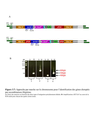 A

 AP1 AP2

                   Nter X           tet M               GentR   Ps O T T         ∆PGK      Cter X

                                  Tet7 Tet1R



 AP1 AP2

                   Nter X         ∆PGK          tet M           GentR   Ps O T T   ∆PGK    Cter X

                                         Tet7 Tet1R




      B                   pb           S HH              S H     S H       S H
                         3054
                         2036
                         1636

                         1018
                                                                                   800pb
                            506                                                    500pb
                                                                                   400pb

                                            3             4         5      6



Figure 3.7: Approche par marche sur le chromosome pour l’identification des gènes disruptés
par recombinaison illégitime.
A: Choix des amorces en fonction des deux types d’intégration précédemment déduits. B: Amplifications AP2/Tet7 au cours de la
PCR niché pour chacun des quatre clones testés.
 