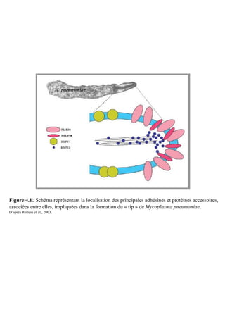 Figure 4.1: Schéma représentant la localisation des principales adhésines et protéines accessoires,
associées entre elles, impliquées dans la formation du « tip » de Mycoplasma pneumoniae.
D’après Rottem et al., 2003.
 