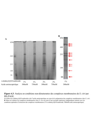 B
                                                                                           kDa
    A
            kDa

                                                                                           440


                                                                                           232
            440



            232
                                                                                           140
            140

            66
                                                                                           66
n-dodecyl-β-D-maltoside         1%
                                1%             1%
                                              1%               2%
                                                              2%             2%
                                                                             2%            β-D
                                                                                   Dodecyl1% maltoside
                                500mM          750mM           500mM         750mM Acide aminocaproïque
Acide aminocaproïque          500mM          750mM           500mM          750mM                500mM



   Figure 4.3: Analyse en conditions non-dénaturantes des complexes membranaires de S. citri par
   BN-PAGE.
   A: Effets du n-dodecyl-β-D maltoside et de l’acide aminicaproïque au cours de la préparation des complexes membranaires chez S. citri.
   B: Mise en évidence de complexes membranaires chez S. citri au cours d’une seconde expérience indépendante réalisée avec les
   conditions optimales d’extraction des complexes membranaires (1% n-dodecyl-β-D-maltoside; 500mM acide aminocaproïque).
 