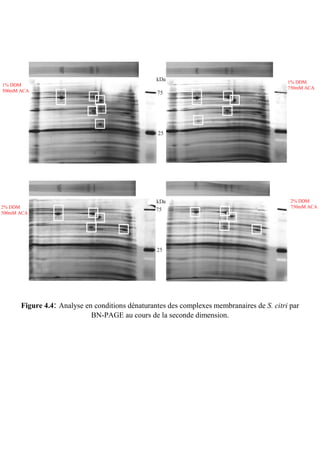 kDa                                       1% DDM
     1%
1% DDM                                                                                     1%
                                                                                           750mM ACA
   500mM
500mM ACA                                        75                                        750mM




                                                 25




                                                 kDa                                       2% DDM
                                                                                            2%
2% DDM                                                                                      750mM ACA
                                                 75                                        750mM
500mM ACA




                                                 25




      Figure 4.4: Analyse en conditions dénaturantes des complexes membranaires de S. citri par
                            BN-PAGE au cours de la seconde dimension.
 