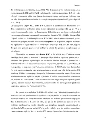 Chapitre 4


des protéines de S. citri (Killiny et al., 2006). Afin de caractériser les protéines associées en
complexes avec la P32, un BN-PAGE réalisé avec les protéines cytosoliques de S. citri a été
effectué. Le protocole utilisé pour l'extraction de cette fraction protéique est également basé
sur celui décrit pour la détermination des complexes cytoplasmiques chez H. pylori (Pyndiah
et al., 2007).
Les deux profils (figure 4.5A, pistes 1 et 2), réalisés en conditions non-dénaturantes avec
deux concentrations différentes d'une même préparation cytosolique (50 µg et 100 µ g
respectivement pour les pistes 1 et 2), permettent d’identifier, avec une bonne résolution, huit
complexes protéiques de masses moléculaires variant d’environ 700 à 100 kDa (figure 4.5A).
Le profil obtenu lors de l’électrophorèse en SDS-PAGE, selon la seconde dimension, permet
de visualiser quelques protéines individualisées (figure 4.5B). Cependant, ce profil ne semble
pas représenter de façon exhaustive le complexome cytosolique de S. citri. En effet, trop peu
de spots sont présents pour pouvoir refléter la totalité des protéines cytoplasmiques du
spiroplasme.
        Néanmoins, un western blot (figure 4.5C) a été réalisé avec l’anticorps mono-
spécifique dirigé contre la protéine P32 obtenu par l’injection à un lapin d'un spot de gel 2-D
contenant cette protéine. Quatre spots ont été révélés laissant présager la présence de la
protéine candidate. Les masses moléculaires de ces protéines, repérées sur le gel SDS-PAGE
correspondant et réagissant avec l’anticorps, sont voisines de 50 kDa pour trois d'entre elles.
Or, cette masse moléculaire n’est absolument pas en accord avec celle de la protéine P32
proche de 32 kDa. La quatrième, plus proche de la masse moléculaire appropriée se trouve
néanmoins dans une région du gel peu exploitable. L’analyse en spectrométrie de masse de
ces protéines n’a identifié la P32 dans aucune de ces zones de gel analysées signifiant que les
signaux, identifiés au cours du western blot, correspondent à des marquages non spécifiques.
La protéine reconnue par l’anticorps est EF-Tu.


        En résumé, cette technique de BN-PAGE, utilisée pour l’identification des complexes
protéiques chez un grand nombre d’organismes, n’a pas permis, au cours de notre étude, de
mettre en évidence des complexes faisant intervenir des protéines préalablement impliquées
dans la transmission de S. citri. En effet, que ce soit les expériences réalisées avec les
protéines membranaires, censées identifier des complexes auxquels appartiendraient la
spiraline, la Sc76 ou encore les ScARPs, ou celles réalisées avec les protéines cytosoliques
concernant des complexes liés à la protéine P32, aucune n’a donné de résultats exploitables.


                                               93
 