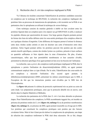 Chapitre 4


       2. Recherche chez S. citri des complexes impliquant la PGK

       Vu l’absence de résultats concernant l'identification de protéines candidates associées
en complexes par la technique de BN-PAGE, la recherche des complexes impliquant des
protéines liées au processus de transmission du spiroplasme, a été recentrée sur la PGK et ses
partenaires chez le spiroplasme en utilisant la technique de «cross-linking».
       Cette technique consiste de manière générale à établir un lien covalent entre les
protéines figurant dans un complexe puis à les séparer sur gel SDS-PAGE et enfin, à analyser
les peptides obtenus par spectrométrie de masse. Une large gamme d'agents pontants permet
de former des liens de tailles définies entre les sous-unités protéiques d'un complexe allant de
un à quelques dizaines d’angström. Cette différence de longueur permet d’estimer la distance
entre deux résidus acides aminés et ainsi de dessiner une carte d’interaction entre deux
protéines. Selon l'agent pontant utilisé, les protéines peuvent être pontées par des acides
aminés réactifs spécifiques, comme des résidus lysines ou cystéines, présents à leurs surfaces
en quantités suffisantes et bien répartis dans la zone d’interaction. De plus, d’autres
caractéristiques, telles que leur perméabilité membranaire et leur caractère clivable,
permettent la sélection spécifique d’un agent pontant en lien avec les besoins de l’utilisateur.
       La recherche, sans a priori, des complexes multi-protéiques impliquant la PGK chez le
spiroplasme a permis l'utilisation du disuccinimidylsubérate (DSS), un agent pontant
communément employé dans ce type d'étude. Par la suite, l'identification des sous-unités de
ces    complexes     a    nécessité    l'utilisation   d'un    second     agent    pontant,    le
dithobis(succimidylpropionate) (DSP), présentant les mêmes caractéristiques que le DSS, à
l'exception du fait que les interactions pontées sont clivables par le SDS lors de
l'électrophorèse.
       La figure 4.6 présente le schéma du protocole expérimental mis au point au cours de
cette étude. Les préparations protéiques, ainsi que le protocole détaillé mis en œuvre, sont
décrits dans le chapitre Matériels et Méthodes.
       La recherche des partenaires de la PGK chez S. citri s’est donc déroulée en plusieurs
étapes. Pour l'identification des complexes, la PGK recombinante tagguée his6 est incubée en
présence de protéines totales de S. citri (figure 4.6, mélange 1) ou de protéines membranaires
(figure 4.6, mélange 2), en présence du DSS, agent pontant insensible au clivage par le SDS.
Les protéines qui constituent les complexes protéiques sont pontées par des liaisons
covalentes fortes. Mais le but n’étant pas de réaliser le complexome du spiroplasme, une étape
de sélection des complexes renfermant la PGK était donc nécessaire. De ce fait, chaque

                                               94
 