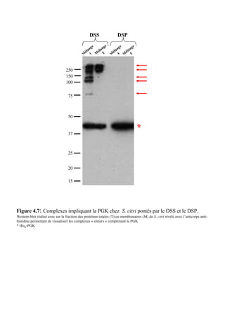 DSS                DSP

                                                  ge      ge        ng
                                                                       e
                                                                             ng
                                                                                e
                                             él an   éla n      éla      éla
                                            M 1 M 2            M 4 M 5



                                 250
                                 150
                                 100


                                  75



                                  50

                                                                                    *
                                  37



                                  25


                                  20

                                  15




Figure 4.7: Complexes impliquant la PGK chez S. citri pontés par le DSS et le DSP.
Western blot réalisé avec sur la fraction des protéines totales (T) ou membranaires (M) de S. citri révélé avec l’anticorps anti-
histidine permettant de visualisert les complexes « entiers » comprenant la PGK.
* His6-PGK
 