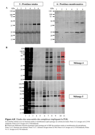 3 : Protéines totales                                         6 : Protéines membranaires
 A       kDa      1     2       3      4       5       6               kDa       1          2       3     4        5       6
       150                                                           150
       100                                                              100
        75                                                              75

        50                                                               50

        37                                                               37


        25                                                               25
        20                                                               20
        15                                                               15



 B                        kDa
                       100                                                                      1
                        75                                                                      2
                                                                                                3
                        50
                                                                                                4
                        37                                                                      5
                                                                                                6
                                                                                                              Mélange 4
                        25                                                                 7
                                                                                           8
                        20                                                                 9
                                                                                           10
                                                                                           11
                                                                                           12
                        15
                                                                                           13
                                                                                           14
                        10

                      150
                      100
                       75                                                             15
                                                                                      16
                       50                                                             17
                                                                                      18
                                                                                      19                      Mélange 5
                       37                                                             20
                                                                                      21
                                                                                      22


                       25                                                              23

                       20
                       15
                                1    2     3       4       5   6    7     8     9      10 11
Figure 4.8: Etudes des sous-unités des complexes impliquant la PGK.
A: Contrôles réalisés avec les fractions totales et membranaires après passage sur colonne de nickel. Pistes 1à 3, lavages en 0, 25 M
imidazole; Pistes 4 à 6: lavages en 0, 5 M imidazole.
B: Elution des différentes fractions protéiques après pontage par le DSP des protéines totales et membranaires du spiroplasme.
Pistes 1 et 2: fractions non retenues; Pistes 3 à 5: 3 derniers lavages triton X-100; Pistes 6 à 8: lavages en 0, 25 M imidazole; Pistes
9 à 11: lavages en 0,5 M imidazole.
 