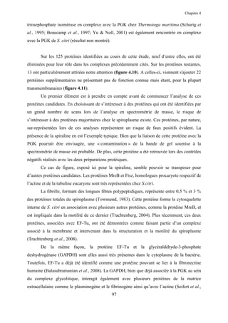 Chapitre 4


triosephosphate isomérase en complexe avec la PGK chez Thermotoga maritima (Schurig et
al., 1995; Beaucamp et al., 1997; Yu & Noll, 2001) est également rencontrée en complexe
avec la PGK de S. citri (résultat non montré).


       Sur les 125 protéines identifiées au cours de cette étude, neuf d’entre elles, ont été
éliminées pour leur rôle dans les complexes précédemment cités. Sur les protéines restantes,
13 ont particulièrement attirées notre attention (figure 4.10). A celles-ci, viennent s'ajouter 22
protéines supplémentaires ne présentant pas de fonction connue mais étant, pour la plupart
transmembranaires (figure 4.11).
       Un premier élément est à prendre en compte avant de commencer l’analyse de ces
protéines candidates. En choisissant de s’intéresser à des protéines qui ont été identifiées par
un grand nombre de scans lors de l’analyse en spectrométrie de masse, le risque de
s’intéresser à des protéines majoritaires chez le spiroplasme existe. Ces protéines, par nature,
sur-représentées lors de ces analyses représentent un risque de faux positifs évident. La
présence de la spiraline en est l’exemple typique. Bien que la liaison de cette protéine avec la
PGK pourrait être envisagée, une « contamination » de la bande de gel soumise à la
spectrométrie de masse est probable. De plus, cette protéine a été retrouvée lors des contrôles
négatifs réalisés avec les deux préparations protéiques.
       Ce cas de figure, exposé ici pour la spiraline, semble pouvoir se transposer pour
d’autres protéines candidates. Les protéines MreB et Ftsz, homologues procaryote respectif de
l’actine et de la tubuline eucaryote sont très représentées chez S.citri.
       La fibrille, formant des longues fibres polypeptidiques, représente entre 0,5 % et 3 %
des protéines totales du spiroplasme (Townsend, 1983). Cette protéine forme le cytosquelette
interne de S. citri en association avec plusieurs autres protéines, comme la protéine MreB, et
est impliquée dans la motilité de ce dernier (Trachtenberg, 2004). Plus récemment, ces deux
protéines, associées avec EF-Tu, ont été démontrées comme faisant partie d’un complexe
associé à la membrane et intervenant dans la structuration et la motilité du spiroplasme
(Trachtenberg et al., 2008).
       De la même façon, la protéine EF-Tu et la glycéraldéhyde-3-phosphate
deshydrogénase (GAPDH) sont elles aussi très présentes dans le cytoplasme de la bactérie.
Toutefois, EF-Tu a déjà été identifié comme une protéine pouvant se lier à la fibronectine
humaine (Balasubramanian et al., 2008). La GAPDH, bien que déjà associée à la PGK au sein
du complexe glycolitique, interagit également avec plusieurs protéines de la matrice
extracellulaire comme le plasminogène et le fibrinogène ainsi qu’avec l’actine (Seifert et al.,
                                                 97
 