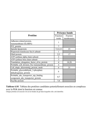 Présence bande
                                   Protéine                                    Fraction Fraction
                                                                                totale membranaire
       Adhesion related protein,
                                                                                    1
       transmembrane (ScARPs)
       P32_protein                                                                7
       Spiralin lipoprotein                                                    7;12;13           23
       Preprotein translocase SecA subunit                                        1
       Fibril protein                                                            2;3             17
       ATP synthase alpha chain subunit                                           2
       ATP synthase beta chain subunit                                            3
       Translation_elongation_factor_ef-tu_protein                                4             18;20
       Probable_cell_division_ftsz transmembrane_protein                          4
       Cell_shape_determining_protein_mreb                                        6              21
       Probable_glyceraldehyde_3-phosphate
                                                                                    6
       dehydrogenase_protein
       Probable_abc_transporter_atp_binding
                                                                                  6;7
       component_abc_transporter_protein
       Soj-like protein                                                           7;8

Tableau 4.10: Tableau des protéines candidates potentiellement associées en complexes
avec la PGK dont la fonction est connue.
Chaque protéine est associée à la ou les bandes de gel dans lesquelles elle a été identifiée.
 