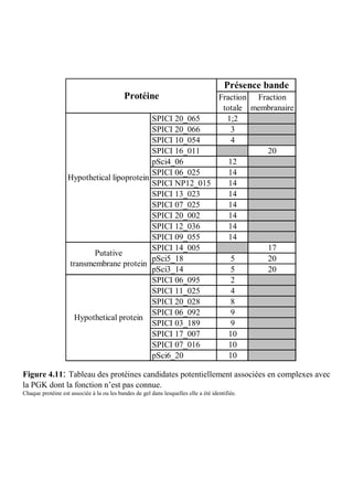 Présence bande
                                            Protéine       Fraction Fraction
                                                            totale membranaire
                                            SPICI 20_065     1;2
                                            SPICI 20_066       3
                                            SPICI 10_054       4
                                            SPICI 16_011               20
                                            pSci4_06          12
                                            SPICI 06_025      14
                   Hypothetical lipoprotein
                                            SPICI NP12_015    14
                                            SPICI 13_023      14
                                            SPICI 07_025      14
                                            SPICI 20_002      14
                                            SPICI 12_036      14
                                            SPICI 09_055      14
                                            SPICI 14_005               17
                          Putative
                                            pSci5_18           5       20
                   transmembrane protein
                                            pSci3_14           5       20
                                            SPICI 06_095       2
                                            SPICI 11_025       4
                                            SPICI 20_028       8
                                            SPICI 06_092       9
                     Hypothetical protein
                                            SPICI 03_189       9
                                            SPICI 17_007      10
                                            SPICI 07_016      10
                                            pSci6_20          10

Figure 4.11: Tableau des protéines candidates potentiellement associées en complexes avec
la PGK dont la fonction n’est pas connue.
Chaque protéine est associée à la ou les bandes de gel dans lesquelles elle a été identifiée.
 