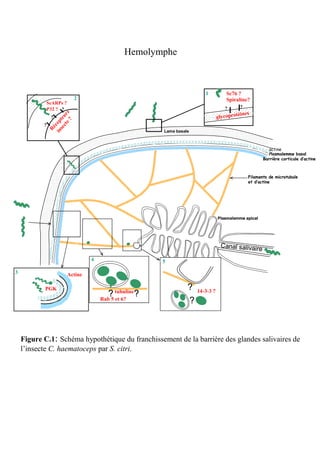 Hemolymphe



                                                                              1          Sc76 ?
                            2                               Hemolymphe                   Spiraline?
            ScARPs ?
            P32 ? ?                                                                     ?      ?
                                                                                                  ines
                     e? s




                                                                                     glycoproté
                   ct u r




                ?
                 se te
               in cep




           ?
                 Ré




                                                              Lame basale



                                                                                                                 actine
                                                                                                                 Plasmalemme basal
                                                                                                              Barrière corticale d’actine



                                                                                                     Filaments de microtubule
                                                                                                     et d’actine




                      Rab
                      Rab                                                            Plasmalemme apical

                                 Actine
                                 Actine
                                Tubuline
                                Tubuline
                                                   14-3-3

                                                                                      Canal salivair
                                                                                                          e
                                   4                         5

3                      Actine
                        ?
           PGK Rab
               ?                                                        ? 14-3-3 ?
                                                                           14-3-3
                                              ? tubuline?
                                           Rab 5 et 6?                  ?



    Figure C.1: Schéma hypothétique du franchissement de la barrière des glandes salivaires de
    l’insecte C. haematoceps par S. citri.
 