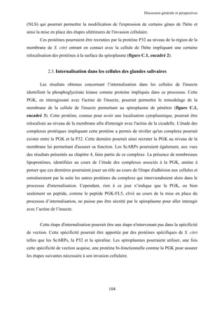 Discussion générale et perspectives


(NLS) qui pourrait permettre la modification de l'expression de certains gènes de l'hôte et
ainsi la mise en place des étapes ultérieures de l'invasion cellulaire.
       Ces protéines pourraient être recrutées par la protéine P32 au niveau de la région de la
membrane de S. citri entrant en contact avec la cellule de l'hôte impliquant une certaine
relocalisation des protéines à la surface du spiroplasme (figure C.1, encadré 2).


            2.3. Internalisation dans les cellules des glandes salivaires

       Les résultats obtenus concernant l’internalisation dans les cellules de l'insecte
identifient la phosphoglycérate kinase comme proteine impliquée dans ce processus. Cette
PGK, en interagissant avec l'actine de l'insecte, pourrait permettre le remodelage de la
membrane de la cellule de l'insecte permettant au spiroplasme de pénétrer (figure C.1,
encadré 3). Cette protéine, connue pour avoir une localisation cytoplasmique, pourrait être
relocalisée au niveau de la membrane afin d'interagir avec l'actine de la cicadelle. L'étude des
complexes protéiques impliquant cette protéine a permis de révéler qu'un complexe pourrait
exister entre la PGK et la P32. Cette dernière pourrait ainsi recruter la PGK au niveau de la
membrane lui permettant d'assurer sa fonction. Les ScARPs pourraient également, aux vues
des résultats présentés au chapitre 4, faire partie de ce complexe. La présence de nombreuses
lipoprotéines, identifiées au cours de l’étude des complexes associés à la PGK, amène à
penser que ces dernières pourraient jouer un rôle au cours de l'étape d'adhésion aux cellules et
entraîneraient par la suite les autres protéines du complexe qui interviendraient alors dans le
processus d'internalisation. Cependant, rien à ce jour n’indique que la PGK, ou bien
seulement un peptide, comme le peptide PGK-FL5, clivé au cours de la mise en place du
processus d’internalisation, ne puisse pas être sécrété par le spiroplasme pour aller interagir
avec l’actine de l’insecte.


       Cette étape d'internalisation pourrait être une étape n'intervenant pas dans la spécificité
de vection. Cette spécificité pourrait être apportée par des protéines spécifiques de S. citri
telles que les ScARPs, la P32 et la spiraline. Les spiroplasmes pourraient utiliser, une fois
cette spécificité de vection acquise, une protéine bi-fonctionnelle comme la PGK pour assurer
les étapes suivantes nécessaire à son invasion cellulaire.




                                               104
 