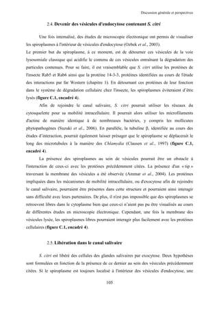 Discussion générale et perspectives


              2.4. Devenir des vésicules d'endocytose contenant S. citri

       Une fois internalisé, des études de microscopie électronique ont permis de visualiser
les spiroplasmes à l'intérieur de vésicules d'endocytose (Ozbek et al., 2003).
Le premier but du spiroplasme, à ce moment, est de détourner ces vésicules de la voie
lysosomiale classique qui acidifie le contenu de ces vésicules entraînant la dégradation des
particules contenues. Pour se faire, il est vraisemblable que S. citri utilise les protéines de
l'insecte Rab5 et Rab6 ainsi que la protéine 14-3-3, protéines identifiées au cours de l'étude
des interactions par far Western (chapitre 1). En détournant ces protéines de leur fonction
dans le système de dégradation cellulaire chez l'insecte, les spiroplasmes éviteraient d’être
lysés (figure C.1, encadré 4).
       Afin de rejoindre le canal salivaire, S. citri pourrait utiliser les réseaux du
cytosquelette pour sa mobilité intracellulaire. Il pourrait alors utiliser les microfilaments
d'actine de manière identique à de nombreuses bactéries, y compris les mollicutes
phytopathogènes (Suzuki et al., 2006). En parallèle, la tubuline β, identifiée au cours des
études d’interaction, pourrait également laisser présager que le spiroplasme se déplacerait le
long des microtubules à la manière des Chlamydia (Clausen et al., 1997) (figure C.1,
encadré 4).
       La présence des spiroplasmes au sein de vésicules pourrait être un obstacle à
l'interaction de ceux-ci avec les protéines précédemment citées. La présence d'un « tip »
traversant la membrane des vésicules a été observée (Ammar et al., 2004). Les protéines
impliquées dans les mécanismes de mobilité intracellulaire, ou d'exocytose afin de rejoindre
le canal salivaire, pourraient être présentes dans cette structure et pourraient ainsi interagir
sans difficulté avec leurs partenaires. De plus, il n'est pas impossible que des spiroplasmes se
retrouvent libres dans le cytoplasme bien que ceux-ci n’aient pas pu être visualisés au cours
de différentes études en microscopie électronique. Cependant, une fois la membrane des
vésicules lysée, les spiroplasmes libres pourraient interagir plus facilement avec les protéines
cellulaires (figure C.1, encadré 4).


              2.5. Libération dans le canal salivaire

       S. citri est libéré des cellules des glandes salivaires par exocytose. Deux hypothèses
sont formulées en fonction de la présence de ce dernier au sein des vésicules précédemment
citées. Si le spiroplasme est toujours localisé à l'intérieur des vésicules d'endocytose, une

                                              105
 