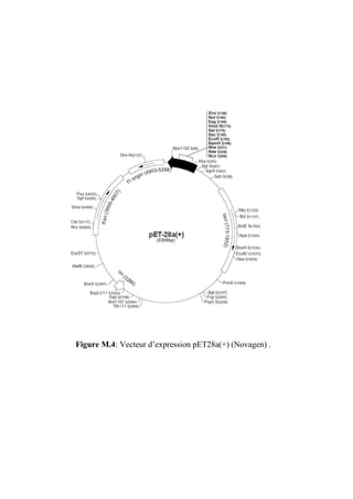 Figure M.4: Vecteur d’expression pET28a(+) (Novagen) .
 