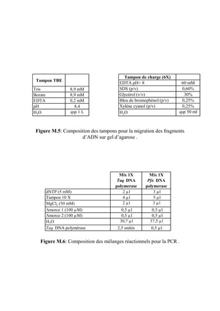 Tampon de charge (6X)
 Tampon TBE
                                      EDTA pH= 8                   60 mM
Tris               8,9 mM             SDS (p/v)                    0,60%
Borate             8,9 mM             Glycérol (v/v)                30%
EDTA               0,2 mM             Bleu de bromophénol (p/v)    0,25%
pH                   8,4              Xylène cyanol (p/v)          0,25%
H2 O               qsp 1 L            H2O                         qsp 50 ml



 Figure M.5: Composition des tampons pour la migration des fragments
                     d’ADN sur gel d’agarose .




                                      Mix 1X        Mix 1X
                                     Taq DNA       Pfx DNA
                                    polymerase    polymerase
         dNTP (5 mM)                    2 µl          3 µl
         Tampon 10 X                    4 µl          5 µl
         MgCl2 (50 mM)                  2 µl          3 µl
         Amorce 1 (100 µM)            0,5 µl        0,5 µl
         Amorce 2 (100 µM)            0,5 µl        0,5 µl
         H2O                          30,7 µl       37,5 µl
         Taq DNA polymérase          2,5 unités      0,5 µl


   Figure M.6: Composition des mélanges réactionnels pour la PCR .
 