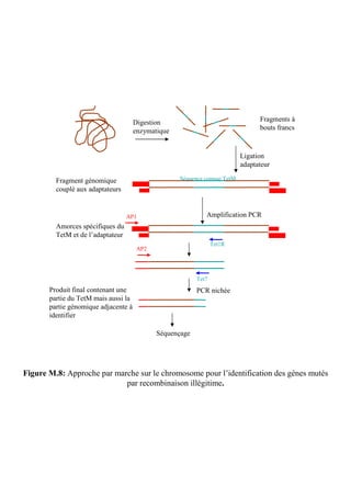Digestion                                  Fragments à
                                      enzymatique                                bouts francs



                                                                           Ligation
                                                                           adaptateur

         Fragment génomique                         Séquence connue TetM
         couplé aux adaptateurs


                                   AP1                       Amplification PCR
         Amorces spécifiques du
         TetM et de l’adaptateur
                                                                 Tet1R
                                       AP2




                                                          Tet7
       Produit final contenant une                        PCR nichée
       partie du TetM mais aussi la
       partie génomique adjacente à
       identifier

                                             Séquençage




Figure M.8: Approche par marche sur le chromosome pour l’identification des gènes mutés
                            par recombinaison illégitime.
 