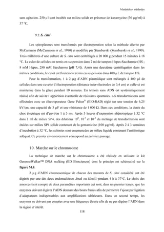 Matériels et méthodes


sans agitation. 250 µl sont incubés sur milieu solide en présence de kanamycine (30 µg/ml) à
37 °C.


             9.2. S. citri

         Les spiroplasmes sont transformés par électroporation selon la méthode décrite par
McCammon (McCammon et al., 1990) et modifiée par Stamburski (Stamburski et al., 1990).
Trois millilitres d’une culture de S. citri sont centrifugés à 20 000 g pendant 15 minutes à 18
°C. Le culot de cellules est remis en suspension dans 2 ml de tampon Hepes-Saccharose (HS ;
8 mM Hepes, 280 mM Saccharose [pH 7,4]). Après une deuxième centrifugation dans les
mêmes conditions, le culot est finalement remis en suspension dans 400 µL de tampon HS.
         Pour la transformation, 1 à 2 µg d’ADN plasmidique sont mélangés à 400 µl de
cellules dans une cuvette d’électroporation (distance inter-électrodes de 0,4 cm) et celle-ci est
maintenue dans la glace pendant 10 minutes. Un témoin sans ADN est systématiquement
réalisé afin de suivre l’apparition éventuelle de résistants spontanés. Les transformations sont
effectuées avec un électroporateur Gene Pulser® (BIO-RAD) réglé sur une tension de 6,25
kV/cm, une capacité de 3 µF et une résistance de 1 000 Ω. Dans ces conditions, la durée du
choc électrique est d’environ 1 à 3 ms. Après 3 heures d’expression phénotypique à 32 °C
dans 1 ml de milieu SP4, des dilutions 100, 10-1 et 10-2 du mélange de transformation sont
étalées sur milieu SP4 solide contenant de la gentamicine (100 µg/ml). Après 2 à 3 semaines
d’incubation à 32 °C, les colonies sont ensemencées en milieu liquide contenant l’antibiotique
adéquat. Ce premier ensemencement correspond au premier passage.


         10. Marche sur le chromosome

         La technique de marche sur le chromosome a été réalisée en utilisant le kit
GenomeWalker™ DNA walking (BD Biosciences) dont le principe est schématisé sur la
figure M.8.
         2 µg d’ADN chromosomique de chacun des mutants de S. citri considéré ont été
digérés par une des deux endonucléases SmaI ou HincII pendant 4 h à 37°C. Le choix des
amorces tient compte de deux paramètres importants qui sont, dans un premier temps, que les
enzymes doivent digérer l’ADN donnant des bouts francs afin de permettre l’ajout par ligation
d’adaptateurs indispensables aux amplifications ultérieures. Dans un second temps, les
enzymes ne doivent pas coupées avec une fréquence élevée afin de ne pas digérer l’ADN dans
la région d’intérêt.
                                              118
 