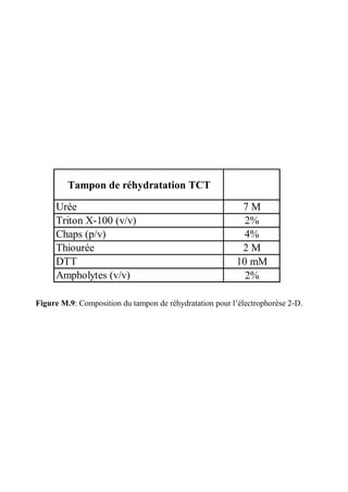 Tampon de réhydratation TCT

     Urée                                                 7M
     Triton X-100 (v/v)                                    2%
     Chaps (p/v)                                           4%
     Thiourée                                             2M
     DTT                                                 10 mM
     Ampholytes (v/v)                                      2%

Figure M.9: Composition du tampon de réhydratation pour l’électrophorèse 2-D.
 