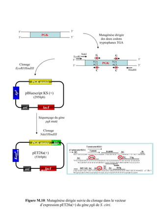 5’                                  3’
                        PGK                                       Mutagénèse dirigée
       3’                                  5’
                                                                   des deux codons
                                                                  tryptophanes TGA


                                                     NdeI    G
                                             EcoRI                           G
                                            5’                                                   3’
                                                            TGA            TGA
   Clonage                                                  ACT     PGK    ACT
                                            3’                                                   5’
 EcoRI/HindIII                                                                         HindIII
                                                             C               C



                   PGK mutée
ApR




             pBluescript KS (+)
                   (2958pb)


            ori          lacI

                      Séquençage du gène
                           pgk muté

                         Clonage
                       NdeI/HindIII

                   PGK mutée         His

                   pET28a(+)
KanR




                    (5369pb)


             ori              lacI




             Figure M.10: Mutagénèse dirigée suivie du clonage dans le vecteur
                     d’expression pET28a(+) du gène pgk de S. citri.
 