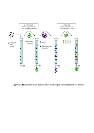 1: CONTRÔLE                                         2: PIEGAGE
              Elution de protéines de                            Elution de protéines de
            S.citri en l’absence d’actine                      S.citri en présence d’actine




                        Protéines                                         Protéines
Anticorps                                   actine
                        de S.citri                                        de S.citri
anti-
actine                                      Autres protéines
                                            d’insectes




   Figure M.11: Recherche du partenaire de l’actine par chromatographie d’affinité
 