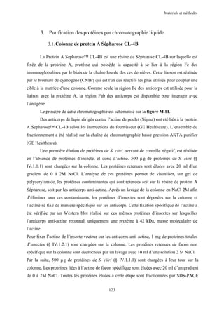 Matériels et méthodes




           3. Purification des protéines par chromatographie liquide

              3.1. Colonne de protein A Sépharose CL-4B

       La Protein A Sepharose™ CL-4B est une résine de Sépharose CL-4B sur laquelle est
fixée de la protéine A, protéine qui possède la capacité à se lier à la région Fc des
immunoglobulines par le biais de la chaîne lourde des ces dernières. Cette liaison est réalisée
par le bromure de cyanogène (CNBr) qui est l'un des réactifs les plus utilisés pour coupler une
cible à la matrice d'une colonne. Comme seule la région Fc des anticorps est utilisée pour la
liaison avec la protéine A, la région Fab des anticorps est disponible pour interagir avec
l’antigène.
       Le principe de cette chromatographie est schématisé sur la figure M.11.
       Des anticorps de lapin dirigés contre l’actine de poulet (Sigma) ont été liés à la protein
A Sepharose™ CL-4B selon les instructions du fournisseur (GE Healthcare). L’ensemble du
fractionnement a été réalisé sur la chaîne de chromatographie basse pression AKTA purifier
(GE Healthcare).
       Une première élution de protéines de S. citri, servant de contrôle négatif, est réalisée
en l’absence de protéines d’insecte, et donc d’actine. 500 µg de protéines de S. citri (§
IV.1.1.1) sont chargées sur la colonne. Les protéines retenues sont éluées avec 20 ml d’un
gradient de 0 à 2M NaCl. L’analyse de ces protéines permet de visualiser, sur gel de
polyacrylamide, les protéines contaminantes qui sont retenues soit sur la résine de protein A
Sépharose, soit par les anticorps anti-actine. Après un lavage de la colonne en NaCl 2M afin
d’éliminer tous ces contaminants, les protéines d’insectes sont déposées sur la colonne et
l’actine se fixe de manière spécifique sur les anticorps. Cette fixation spécifique de l’actine a
été vérifiée par un Western blot réalisé sur ces mêmes protéines d’insectes sur lesquelles
l’anticorps anti-actine reconnaît uniquement une protéine à 42 kDa, masse moléculaire de
l’actine
Pour fixer l’actine de l’insecte vecteur sur les anticorps anti-actine, 1 mg de protéines totales
d’insectes (§ IV.1.2.1) sont chargées sur la colonne. Les protéines retenues de façon non
spécifique sur la colonne sont décrochées par un lavage avec 10 ml d’une solution 2 M NaCl.
Par la suite, 500 µg de protéines de S. citri (§ IV.1.1.1) sont chargées à leur tour sur la
colonne. Les protéines liées à l’actine de façon spécifique sont éluées avec 20 ml d’un gradient
de 0 à 2M NaCl. Toutes les protéines éluées à cette étape sont fractionnées par SDS-PAGE


                                              123
 