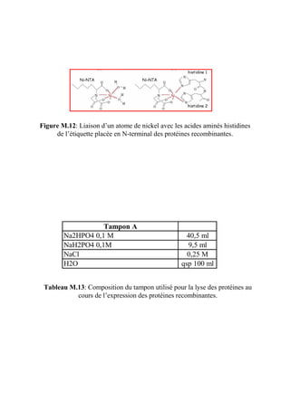 Figure M.12: Liaison d’un atome de nickel avec les acides aminés histidines
     de l’étiquette placée en N-terminal des protéines recombinantes.




                   Tampon A
        Na2HPO4 0,1 M                               40,5 ml
        NaH2PO4 0,1M                                9,5 ml
        NaCl                                        0,25 M
        H2O                                       qsp 100 ml


 Tableau M.13: Composition du tampon utilisé pour la lyse des protéines au
           cours de l’expression des protéines recombinantes.
 