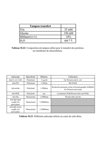 Tampon transfert
                 Tris                                             25 mM
                 Glycine                                         150 mM
                 Méthanol (v/v)                                    10%
                 H2O                                             qsp 1 L

   Tableau M.22: Composition du tampon utilisé pour le transfert des protéines
                     sur membrane de nitrocellulose.




   Anticorps          Spécificité     Dilution                          Utilisation
Anti-S. citri GII3     Polyclonal      5 µg/ml                   Far Western anti-S. citri
    Anti-P32           Polyclonal     1:50ème                           BN-PAGE

                                                  Recherche partenaire actine (chromatographie d'affinité)
   Anti-actine         Polyclonal     1:200ème
                                                                 Far Western anti-actine

   Anti-PGK            Polyclonal       pur             Localisation PGK(Western blot anti-PGK)
    Anti-His          Monoclonal     1:3000ème                     Western-blot anti-his
 Anti-IgG lapin
   couplé à la        Monoclonal     1:50000ème
  peroxydase
 Anti-IgG souris
   couplé à la        Monoclonal     1:20000ème
  peroxydase

               Tableau M.23: Différents anticorps utilisés au cours de cette thèse.
 