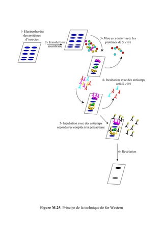 1- Electrophorèse
  des protéines
    d’insectes                                              3- Mise en contact avec les
                    2- Transfert sur                            protéines de S. citri
                       membrane




                                                              4- Incubation avec des anticorps
                                                                         anti-S. citri




                               5- Incubation avec des anticorps
                             secondaires couplés à la peroxydase




                                                                          6- Révélation




              Figure M.25: Principe de la technique de far Western
 