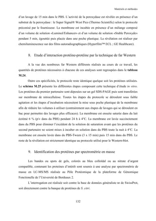 Matériels et méthodes


d’un lavage de 15 min dans le PBS. L’activité de la peroxydase est révélée en présence d’un
substrat de la peroxydase : le Super Signal® West Pico (Thermo Scientific) selon le protocole
préconisé par le fournisseur. La membrane est incubée en présence d’un mélange composé
d’un volume de solution «Luminol/Enhancer» et d’un volume de solution «Stable Peroxyde»
pendant 5 min, égouttée puis placée dans une poche plastique. La révélation est réaliser par
chemiluminescence sur des films autoradiographiques (Hyperfilm™ ECL ; GE Healthcare).


        8. Etude d’interaction protéine-protéine par la technique de far Western

        A la vue des nombreux far Western différents réalisés au cours de ce travail, les
quantités de protéines nécessaires à chacune de ces analyses sont regroupées dans le tableau
M.24.
        Outre ces spécificités, le protocole reste identique quelque soit les protéines utilisées.
Le schéma M.25 présente les différentes étapes composant cette technique d’étude in vitro.
Les protéines du premier partenaire sont déposées sur un gel SDS-PAGE puis sont transférées
sur membrane de nitrocellulose. Toutes les étapes du protocole se déroulent sous faible
agitation et les étapes d’incubation nécessitent la mise sous poche plastique de la membrane
afin de réduire les volumes à utiliser (contrairement aux étapes de lavages qui se déroulent en
bac pour permettre des lavages plus efficaces). La membrane est ensuite saturée dans du lait
écrémé 6 % (p/v dans du PBS) pendant 24 h à 4°C. La membrane est lavée succinctement
dans du PBS pour éliminer l’excédent de la solution de saturation avant que les protéines du
second partenaire ne soient mises à incuber en solution dans du PBS toute la nuit à 4°C. La
membrane est ensuite lavée dans du PBS-Tween (3 x 15 min) puis 15 min dans du PBS. Le
reste de la révélation est strictement identique au protocole utilisé pour le Western-blot.


        9. Identification des protéines par spectrométrie en masse

        Les bandes ou spots de gels, colorés au bleu colloïdal ou au nitrate d’argent
compatible, contenant les proteines d’intérêt sont soumis à une analyse par spectrométrie de
masse en LC-MS/MS réalisée au Pôle Protéomique de la plateforme de Génomique
Fonctionelle de l’Université de Bordeaux 2.
        L’interrogation est réalisée soit contre la base de données généraliste nr de SwissProt,
soit directement contre la banque de protéines de S. citri.



                                               132
 