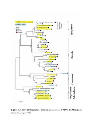 Figure I.2: Arbre phylogénétique basé sur les séquences d’ADNr des Mollicutes.
(D’après Sirand-Pugnet, 2007.)
 