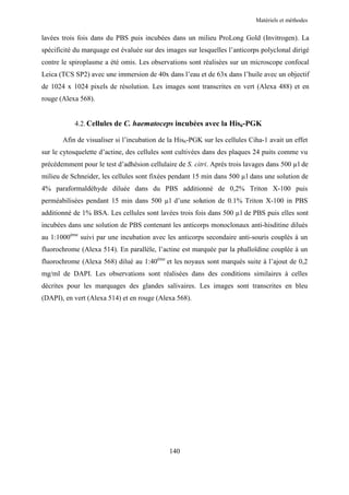 Matériels et méthodes


lavées trois fois dans du PBS puis incubées dans un milieu ProLong Gold (Invitrogen). La
spécificité du marquage est évaluée sur des images sur lesquelles l’anticorps polyclonal dirigé
contre le spiroplasme a été omis. Les observations sont réalisées sur un microscope confocal
Leica (TCS SP2) avec une immersion de 40x dans l’eau et de 63x dans l’huile avec un objectif
de 1024 x 1024 pixels de résolution. Les images sont transcrites en vert (Alexa 488) et en
rouge (Alexa 568).


           4.2. Cellules de C. haematoceps incubées avec la His6-PGK

       Afin de visualiser si l’incubation de la His6-PGK sur les cellules Ciha-1 avait un effet
sur le cytosquelette d’actine, des cellules sont cultivées dans des plaques 24 puits comme vu
précédemment pour le test d’adhésion cellulaire de S. citri. Après trois lavages dans 500 µl de
milieu de Schneider, les cellules sont fixées pendant 15 min dans 500 µl dans une solution de
4% paraformaldéhyde diluée dans du PBS additionné de 0,2% Triton X-100 puis
perméabilisées pendant 15 min dans 500 µl d’une solution de 0.1% Triton X-100 in PBS
additionné de 1% BSA. Les cellules sont lavées trois fois dans 500 µl de PBS puis elles sont
incubées dans une solution de PBS contenant les anticorps monoclonaux anti-hisditine dilués
au 1:1000ème suivi par une incubation avec les anticorps secondaire anti-souris couplés à un
fluorochrome (Alexa 514). En parallèle, l’actine est marquée par la phalloïdine couplée à un
fluorochrome (Alexa 568) dilué au 1:40ème et les noyaux sont marqués suite à l’ajout de 0,2
mg/ml de DAPI. Les observations sont réalisées dans des conditions similaires à celles
décrites pour les marquages des glandes salivaires. Les images sont transcrites en bleu
(DAPI), en vert (Alexa 514) et en rouge (Alexa 568).




                                             140
 