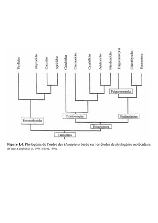 Figure I.4: Phylogénie de l’ordre des Hemiptera basée sur les études de phylogénie moléculaire.
(D’après Campbell et al., 1995 ; Sforza, 1998).
 
