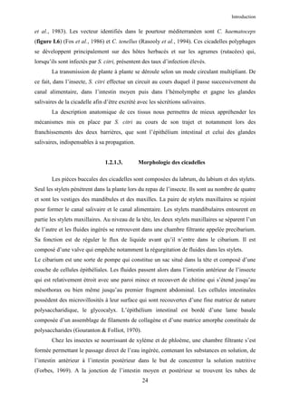 Introduction


et al., 1983). Les vecteur identifiés dans le pourtour méditerranéen sont C. haematoceps
(figure I.6) (Fos et al., 1986) et C. tenellus (Rasooly et al., 1994). Ces cicadelles polyphages
se développent principalement sur des hôtes herbacés et sur les agrumes (rutacées) qui,
lorsqu’ils sont infectés par S. citri, présentent des taux d’infection élevés.
       La transmission de plante à plante se déroule selon un mode circulant multipliant. De
ce fait, dans l’insecte, S. citri effectue un circuit au cours duquel il passe successivement du
canal alimentaire, dans l’intestin moyen puis dans l’hémolymphe et gagne les glandes
salivaires de la cicadelle afin d’être excrété avec les sécrétions salivaires.
       La description anatomique de ces tissus nous permettra de mieux appréhender les
mécanismes mis en place par S. citri au cours de son trajet et notamment lors des
franchissements des deux barrières, que sont l’épithélium intestinal et celui des glandes
salivaires, indispensables à sa propagation.


                                1.2.1.3.       Morphologie des cicadelles

       Les pièces buccales des cicadelles sont composées du labrum, du labium et des stylets.
Seul les stylets pénétrent dans la plante lors du repas de l’insecte. Ils sont au nombre de quatre
et sont les vestiges des mandibules et des maxilles. La paire de stylets maxillaires se rejoint
pour former le canal salivaire et le canal alimentaire. Les stylets mandibulaires entourent en
partie les stylets maxillaires. Au niveau de la tête, les deux stylets maxillaires se séparent l’un
de l’autre et les fluides ingérés se retrouvent dans une chambre filtrante appelée precibarium.
Sa fonction est de réguler le flux de liquide avant qu’il n’entre dans le cibarium. Il est
composé d’une valve qui empêche notamment la régurgitation de fluides dans les stylets.
Le cibarium est une sorte de pompe qui constitue un sac situé dans la tête et composé d’une
couche de cellules épithéliales. Les fluides passent alors dans l’intestin antérieur de l’insecte
qui est relativement étroit avec une paroi mince et recouvert de chitine qui s’étend jusqu’au
mésothorax ou bien même jusqu’au premier fragment abdominal. Les cellules intestinales
possèdent des microvillosités à leur surface qui sont recouvertes d’une fine matrice de nature
polysaccharidique, le glycocalyx. L’épithélium intestinal est bordé d’une lame basale
composée d’un assemblage de filaments de collagène et d’une matrice amorphe constituée de
polysaccharides (Gouranton & Folliot, 1970).
       Chez les insectes se nourrissant de xylème et de phloème, une chambre filtrante s’est
formée permettant le passage direct de l’eau ingérée, contenant les substances en solution, de
l’intestin antérieur à l’intestin postérieur dans le but de concentrer la solution nutritive
(Forbes, 1969). A la jonction de l’intestin moyen et postérieur se trouvent les tubes de
                                                 24
 