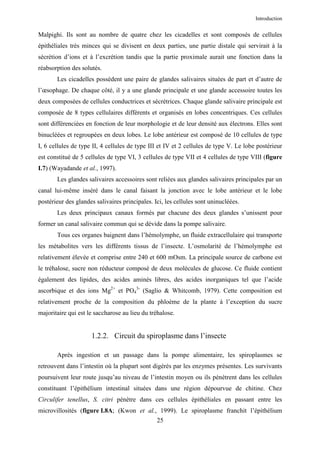 Introduction


Malpighi. Ils sont au nombre de quatre chez les cicadelles et sont composés de cellules
épithéliales très minces qui se divisent en deux parties, une partie distale qui servirait à la
sécrétion d’ions et à l’excrétion tandis que la partie proximale aurait une fonction dans la
réabsorption des solutés.
       Les cicadelles possèdent une paire de glandes salivaires situées de part et d’autre de
l’œsophage. De chaque côté, il y a une glande principale et une glande accessoire toutes les
deux composées de cellules conductrices et sécrétrices. Chaque glande salivaire principale est
composée de 8 types cellulaires différents et organisés en lobes concentriques. Ces cellules
sont différenciées en fonction de leur morphologie et de leur densité aux électrons. Elles sont
binucléées et regroupées en deux lobes. Le lobe antérieur est composé de 10 cellules de type
I, 6 cellules de type II, 4 cellules de type III et IV et 2 cellules de type V. Le lobe postérieur
est constitué de 5 cellules de type VI, 3 cellules de type VII et 4 cellules de type VIII (figure
I.7) (Wayadande et al., 1997).
       Les glandes salivaires accessoires sont reliées aux glandes salivaires principales par un
canal lui-même inséré dans le canal faisant la jonction avec le lobe antérieur et le lobe
postérieur des glandes salivaires principales. Ici, les cellules sont uninucléées.
       Les deux principaux canaux formés par chacune des deux glandes s’unissent pour
former un canal salivaire commun qui se dévide dans la pompe salivaire.
       Tous ces organes baignent dans l’hémolymphe, un fluide extracellulaire qui transporte
les métabolites vers les différents tissus de l’insecte. L’osmolarité de l’hémolymphe est
relativement élevée et comprise entre 240 et 600 mOsm. La principale source de carbone est
le tréhalose, sucre non réducteur composé de deux molécules de glucose. Ce fluide contient
également des lipides, des acides aminés libres, des acides inorganiques tel que l’acide
ascorbique et des ions Mg2+ et PO43- (Saglio & Whitcomb, 1979). Cette composition est
relativement proche de la composition du phloème de la plante à l’exception du sucre
majoritaire qui est le saccharose au lieu du tréhalose.


                     1.2.2. Circuit du spiroplasme dans l’insecte

       Après ingestion et un passage dans la pompe alimentaire, les spiroplasmes se
retrouvent dans l’intestin où la plupart sont digérés par les enzymes présentes. Les survivants
poursuivent leur route jusqu’au niveau de l’intestin moyen ou ils pénètrent dans les cellules
constituant l’épithélium intestinal situées dans une région dépourvue de chitine. Chez
Circulifer tenellus, S. citri pénètre dans ces cellules épithéliales en passant entre les
microvillosités (figure I.8A; (Kwon et al., 1999). Le spiroplasme franchit l’épithélium
                                                25
 