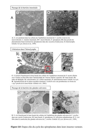 Passage de la barrière intestinale

        A                                                B

A




 A: S. citri pénétrant dans les cellules de l’épithélium intestinal de C. tenellus à travers les
 microvillosités. L: lumière intestinale, MV: microvillosités, S: spiroplasme. B: Zone proche du
 plasmalemme basal montrant les spiroplasmes dans des vacuoles d’endocytose. H: hémolymphe.
 Echelle: 0,5 µm. (Kwon et al., 1999)


 Libération dans l’hémolymphe




                                                                                             D
         C
 C: S. kunkelii franchissant la lame basale des cellules de l’épithélium intestinal de D. maidis (flèche
 avec l’étoile) ou bien libre dans l’hémolymphe de l’insecte (flèche à gauche). Bl: lame basale, Mt:
 tubes de Malpighi, Mi: mitochondrie, Gc: cellule intestinale, Pl: plasmalemme basal. Echelle: 0,5 µm.
 D: Agrandissement de la région encadrée montrant S. kunkelii avec une protubérance en forme de
 « tip » proche de la lame basale. (Ozbek et al., 2003).

 Passage de la barrière des glandes salivaires

            E                                                     F




 E: S. citri franchissant la lame basale des cellules de l’épithélium des glandes salivaires de C. tenellus
 dans une vacule d’endocytose. Bl: lame basale, S: spiroplasme, Er: réticulum endoplasmique. F: S. citri
 libre dans le canaliculus des glandes salivaires de C. tenellus. Echelle: 0,5 µm. (Kwon et al., 1999).



Figure I.8: Etapes clés du cycle des spiroplasmes dans leurs insectes vecteurs.
 