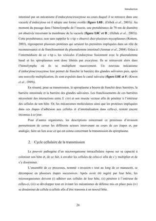 Introduction


intestinal par un mécanisme d’endocytose/exocytose au cours duquel il se retrouve dans une
vacuole d’endocytose où il adopte une forme ovoïde (figure I.8B ; (Ozbek et al., 2003)). Au
moment du passage dans l’hémolymphe de l’insecte, une protubérance de 70 nm de diamètre
est observée traversant la membrane de la vacuole (figure I.8C et D ; (Ozbek et al., 2003)).
Cette protubérance, non sans rappeler le « tip » observé chez plusieurs mycoplasmes (Rottem,
2003), regrouperait plusieurs protéines qui seraient les premières impliquées dans un rôle de
reconnaissance et de franchissement du plasmalemme intestinal (Ammar et al., 2004). Grâce à
l’intermédiaire de ce « tip », les vésicules d’endocytose fusionnent avec le plasmalemme
basal et les spiroplasmes sont donc libérés par exocytose. Ils se retrouvent alors dans
l’hémolymphe      où    ils   se   multiplient    massivement.     Un       nouveau   mécanisme
d’endocytose/exocytose leur permet de franchir la barrière des glandes salivaires puis, après
une nouvelle multiplication, ils sont expulsés dans le canal salivaire (figure I.8E et F; (Kwon
et al., 1999)).
        En résumé, pour sa transmission, le spiroplasme a besoin de franchir deux barrières, la
barrière intestinale et la barrière des glandes salivaires. Les franchissements de ces barrières
nécessitent des interactions entre S. citri et son insecte vecteur afin de pénétrer à l’intérieur
des cellules de son hôte. Or, les mécanismes moléculaires ainsi que les protéines impliquées
dans ces étapes d’adhésion aux cellules et d’internalisation dans celle-ci, restent encore
inconnus à ce jour.
        Pour d’autres organismes, les descriptions concernant ce processus d’invasion
permettraient de cerner les différents acteurs intervenant au cours de ces étapes et, par
analogie, faire un lien avec ce qui est connu concernant la transmission du spiroplasme.


        2. Cycle cellulaire de la transmission

        Le pouvoir pathogène d’un microorganisme intracellulaire repose sur sa capacité à
coloniser son hôte et, de ce fait, à envahir les cellules de celui-ci afin de s’y multiplier et de
s’y disséminer.
        L’ensemble de ce processus, nommé « invasion » tout au long de ce manuscrit, se
décompose en plusieurs étapes successives. Après avoir été ingéré par leur hôte, les
microorganismes doivent (i) adhérer aux cellules de leur hôte, (ii) pénétrer à l’intérieur de
celles-ci, (iii) se développer tout en évitant les mécanismes de défense mis en place puis (iv)
se disséminer de cellule à cellule afin d’être transmis à un nouvel hôte.



                                                 26
 