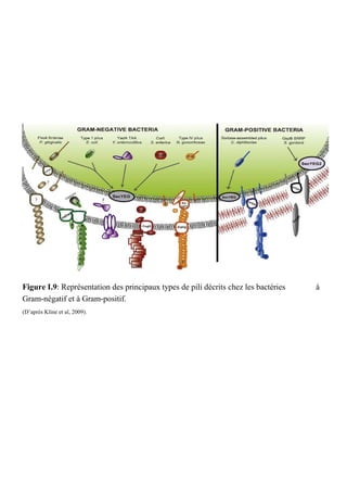 Figure I.9: Représentation des principaux types de pili décrits chez les bactéries   à
Gram-négatif et à Gram-positif.
(D’après Kline et al, 2009).
 