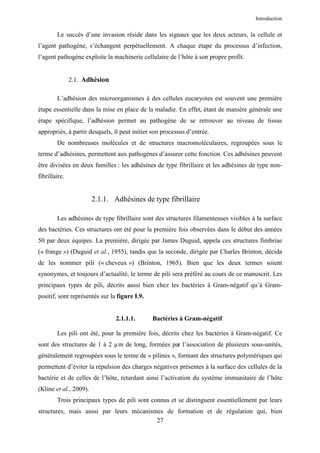 Introduction


        Le succès d’une invasion réside dans les signaux que les deux acteurs, la cellule et
l’agent pathogène, s’échangent perpétuellement. A chaque étape du processus d’infection,
l’agent pathogène exploite la machinerie cellulaire de l’hôte à son propre profit.


               2.1. Adhésion

        L’adhésion des microorganismes à des cellules eucaryotes est souvent une première
étape essentielle dans la mise en place de la maladie. En effet, étant de manière générale une
étape spécifique, l’adhésion permet au pathogène de se retrouver au niveau de tissus
appropriés, à partir desquels, il peut initier son processus d’entrée.
        De nombreuses molécules et de structures macromoléculaires, regroupées sous le
terme d’adhésines, permettent aux pathogènes d’assurer cette fonction. Ces adhésines peuvent
être divisées en deux familles : les adhésines de type fibrillaire et les adhésines de type non-
fibrillaire.


                        2.1.1. Adhésines de type fibrillaire

        Les adhésines de type fibrillaire sont des structures filamenteuses visibles à la surface
des bactéries. Ces structures ont été pour la première fois observées dans le début des années
50 par deux équipes. La première, dirigée par James Duguid, appela ces structures fimbriae
(« frange ») (Duguid et al., 1955), tandis que la seconde, dirigée par Charles Brinton, décida
de les nommer pili (« cheveux ») (Brinton, 1965). Bien que les deux termes soient
synonymes, et toujours d’actualité, le terme de pili sera préféré au cours de ce manuscrit. Les
principaux types de pili, décrits aussi bien chez les bactéries à Gram-négatif qu’à Gram-
positif, sont représentés sur la figure I.9.


                                2.1.1.1.       Bactéries à Gram-négatif

        Les pili ont été, pour la première fois, décrits chez les bactéries à Gram-négatif. Ce
sont des structures de 1 à 2 µm de long, formées par l’association de plusieurs sous-unités,
généralement regroupées sous le terme de « pilines », formant des structures polymériques qui
permettent d’éviter la répulsion des charges négatives présentes à la surface des cellules de la
bactérie et de celles de l’hôte, retardant ainsi l’activation du système immunitaire de l’hôte
(Kline et al., 2009).
        Trois principaux types de pili sont connus et se distinguent essentiellement par leurs
structures, mais aussi par leurs mécanismes de formation et de régulation qui, bien
                                         27
 