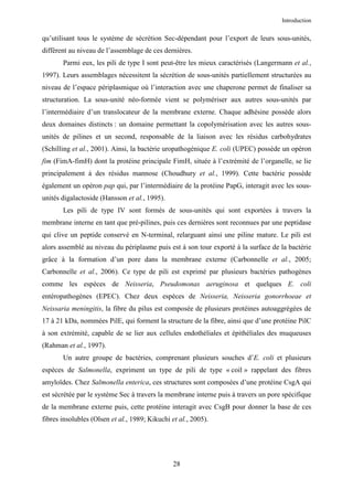 Introduction


qu’utilisant tous le système de sécrétion Sec-dépendant pour l’export de leurs sous-unités,
diffèrent au niveau de l’assemblage de ces dernières.
       Parmi eux, les pili de type I sont peut-être les mieux caractérisés (Langermann et al.,
1997). Leurs assemblages nécessitent la sécrétion de sous-unités partiellement structurées au
niveau de l’espace périplasmique où l’interaction avec une chaperone permet de finaliser sa
structuration. La sous-unité néo-formée vient se polymériser aux autres sous-unités par
l’intermédiaire d’un translocateur de la membrane externe. Chaque adhésine possède alors
deux domaines distincts : un domaine permettant la copolymérisation avec les autres sous-
unités de pilines et un second, responsable de la liaison avec les résidus carbohydrates
(Schilling et al., 2001). Ainsi, la bactérie uropathogénique E. coli (UPEC) possède un opéron
fim (FimA-fimH) dont la protéine principale FimH, située à l’extrémité de l’organelle, se lie
principalement à des résidus mannose (Choudhury et al., 1999). Cette bactérie possède
également un opéron pap qui, par l’intermédiaire de la protéine PapG, interagit avec les sous-
unités digalactoside (Hansson et al., 1995).
       Les pili de type IV sont formés de sous-unités qui sont exportées à travers la
membrane interne en tant que pré-pilines, puis ces dernières sont reconnues par une peptidase
qui clive un peptide conservé en N-terminal, relarguant ainsi une piline mature. Le pili est
alors assemblé au niveau du périplasme puis est à son tour exporté à la surface de la bactérie
grâce à la formation d’un pore dans la membrane externe (Carbonnelle et al., 2005;
Carbonnelle et al., 2006). Ce type de pili est exprimé par plusieurs bactéries pathogènes
comme les espèces de Neisseria, Pseudomonas aeruginosa et quelques E. coli
entéropathogènes (EPEC). Chez deux espèces de Neisseria, Neisseria gonorrhoeae et
Neissaria meningitis, la fibre du pilus est composée de plusieurs protéines autoaggrégées de
17 à 21 kDa, nommées PilE, qui forment la structure de la fibre, ainsi que d’une protéine PilC
à son extrémité, capable de se lier aux cellules endothéliales et épithéliales des muqueuses
(Rahman et al., 1997).
       Un autre groupe de bactéries, comprenant plusieurs souches d’E. coli et plusieurs
espèces de Salmonella, expriment un type de pili de type « coil » rappelant des fibres
amyloïdes. Chez Salmonella enterica, ces structures sont composées d’une protéine CsgA qui
est sécrétée par le système Sec à travers la membrane interne puis à travers un pore spécifique
de la membrane externe puis, cette protéine interagit avec CsgB pour donner la base de ces
fibres insolubles (Olsen et al., 1989; Kikuchi et al., 2005).




                                                28
 