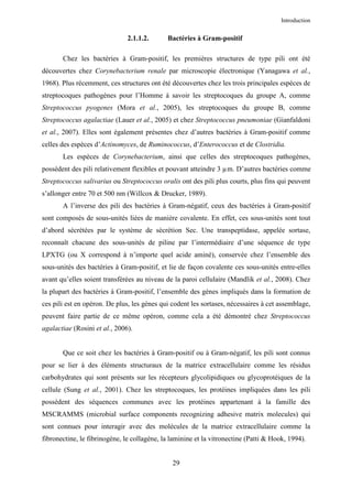 Introduction


                               2.1.1.2.      Bactéries à Gram-positif

       Chez les bactéries à Gram-positif, les premières structures de type pili ont été
découvertes chez Corynebacterium renale par microscopie électronique (Yanagawa et al.,
1968). Plus récemment, ces structures ont été découvertes chez les trois principales espèces de
streptocoques pathogènes pour l’Homme à savoir les streptocoques du groupe A, comme
Streptococcus pyogenes (Mora et al., 2005), les streptocoques du groupe B, comme
Streptococcus agalactiae (Lauer et al., 2005) et chez Streptococcus pneumoniae (Gianfaldoni
et al., 2007). Elles sont également présentes chez d’autres bactéries à Gram-positif comme
celles des espèces d’Actinomyces, de Ruminococcus, d’Enterococcus et de Clostridia.
       Les espèces de Corynebacterium, ainsi que celles des streptocoques pathogènes,
possèdent des pili relativement flexibles et pouvant atteindre 3 µm. D’autres bactéries comme
Streptococcus salivarius ou Streptococcus oralis ont des pili plus courts, plus fins qui peuvent
s’allonger entre 70 et 500 nm (Willcox & Drucker, 1989).
       A l’inverse des pili des bactéries à Gram-négatif, ceux des bactéries à Gram-positif
sont composés de sous-unités liées de manière covalente. En effet, ces sous-unités sont tout
d’abord sécrétées par le système de sécrétion Sec. Une transpeptidase, appelée sortase,
reconnaît chacune des sous-unités de piline par l’intermédiaire d’une séquence de type
LPXTG (ou X correspond à n’importe quel acide aminé), conservée chez l’ensemble des
sous-unités des bactéries à Gram-positif, et lie de façon covalente ces sous-unités entre-elles
avant qu’elles soient transférées au niveau de la paroi cellulaire (Mandlik et al., 2008). Chez
la plupart des bactéries à Gram-positif, l’ensemble des gènes impliqués dans la formation de
ces pili est en opéron. De plus, les gènes qui codent les sortases, nécessaires à cet assemblage,
peuvent faire partie de ce même opéron, comme cela a été démontré chez Streptococcus
agalactiae (Rosini et al., 2006).


       Que ce soit chez les bactéries à Gram-positif ou à Gram-négatif, les pili sont connus
pour se lier à des éléments structuraux de la matrice extracellulaire comme les résidus
carbohydrates qui sont présents sur les récepteurs glycolipidiques ou glycoprotéiques de la
cellule (Sung et al., 2001). Chez les streptocoques, les protéines impliquées dans les pili
possèdent des séquences communes avec les protéines appartenant à la famille des
MSCRAMMS (microbial surface components recognizing adhesive matrix molecules) qui
sont connues pour interagir avec des molécules de la matrice extracellulaire comme la
fibronectine, le fibrinogène, le collagène, la laminine et la vitronectine (Patti & Hook, 1994).


                                               29
 