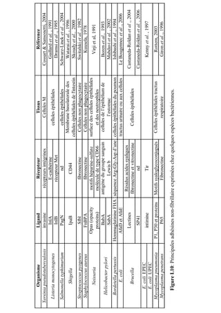 Organisme                   Ligand                    Récepteur                       Tissus                          Référence
Yersinia pseudotuberculosis         invasine             récepteurs intégrines               Cellules M               Cossart & Sansonetti, 2004
                                      InlA                   E-cadhérine                                                 Gaillard et al. , 1991
  Listeria monocytogenes                                                                 cellules épithéliales
                                      InlB                  récepteur Met                                                Dramsi et al ., 1995
 Salmonella typhimurium              PagN                         nd                  cellules épithéliales           Schwarz-Linek et al ., 2004
                                                                                 Membrane basolaterale des               Watarai et al. , 1996
         Shigella                    IpaB                     CD44
                                                                               cellules épithéliales de l'intestin       Skoudy et al., 2000
  Streptococcus pyogenes              Sfbl                fibronectine            Cellules non phagocytaire             Switalski et al. , 1982
  Staphylococcus aureus             FnBPA                 fibronectine            Cellules non phagocytaire                 Kuusela, 1978
                                 Opas (opacity       motifs héparine-sulfate   surface des cellules épithéliales
        Neisseria                                                                                                           Virji et al, 1991
                                   proteins)        molécule de type CD66             et des neutrophiles
                                     BabA         antigène du groupe sanguin      cellules de l’épithélium de             Boren et al., 1993
    Helicobacter pylori
                                     SabA                    Lewis b                       l’estomac                    Mahdavi et al. , 2002
   Bordetella pertussis       Hemmaglutinine FHA séquence Arg-Gly-Asp d’une cellules épithéliales du poumon             Ishibashi et al ., 1994
         E. coli                 AfaD et AfaE                                  tractus urinaire ou aux cellules       Le Bougennec et al ., 2006
                                                    Résidus acides syaliques
                                   Lectines                                                                          Castaneda-Roldan et al ., 2004
         Brucella                                 fibronectine et vitronectine       Cellules épithéliales
                                     SP41                      nd                                                    Castaneda-Roldan et al. , 2006
     E. coli EPEC
                                    intimine                     Tir                                                      Kenny et al. , 1997
     E. coli UPEC
 Mycoplasma pneumonia          P1, P30 et proteins   Motifs syaloglycoconjugués      Cellules épithéliales tractus           Rottem, 2003
 Mycoplasma penetrans                 P65                   Fibronectine                     respiratoire                  Giron et al ., 1996

      Figure I.10: Principales adhésines non-fibrillaire exprimées chez quelques espèces bactériennes.
 