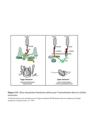 Figure I.11: Deux mécanismes bactériens utilisés pour l’internalisation dans les cellules
eucaryotes.
A: Mécanisme basé sur la macropynocytose (Trigger mechanism). B: Mécanismes basé sur la phagocytose (Zipper
mechanism). (D’après Finlay et al., 1997).
 