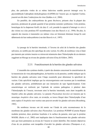 Introduction


plus, des particules virales de ce même lutéovirus semble pouvoir interagir avec la
glyceraldéhyde-3-phosphate deshydrogénase (GAPDH) de l’insecte qui, en régulant l’actine,
jouerait un rôle dans l’endoctytose du virus (Seddas et al., 2004).
         En parallèle, des endosymbiotes du genre Buchnera, présents chez la plupart des
pucerons, produisent de grande quantité d’une protéine nommée symbionine. Cette protéine,
homologue de la chaperone GroEL de chez E. coli, possède la capacité d’interagir in vitro à
des virions ou à des protéines RT recombinantes (van den Heuvel et al., 1994). De plus, la
capacité des insectes à transmettre ces mêmes virus est fortement diminuée lorsqu’ils sont
débarrassés de leur endosymbiotes (van den Heuvel et al., 1997).




         Le passage de la barrière intestinale, à l’inverse de celui de la barrière des glandes
salivaires, ne semble pas être spécifique de cette vection. En effet, de nombreux virus n’étant
pas transmis par certains insectes se retrouvent néanmoins dans l’hémolymphe de ces derniers
suggérant un blocage au niveau des glandes salivaires (Gray & Gildow, 2003).


                      2.2.5. Franchissement de la barrière des glandes salivaires

         L’ensemble des systèmes étudiés, à partir des données concernant la caractérisation de
la transmission de virus phytopathogènes, de bactéries ou de parasites, semble indiquer que la
barrière des glandes salivaires reste l’étape essentielle pour déterminer la spécificité de
vection. Cette spécificité implique que les microorganismes sont reconnus par la membrane
des glandes salivaires, probablement par une interaction de type ligand-récepteur. Cette
caractéristique est renforcée par l’aptitude de certains pathogènes à pénétrer dans
l’hémolymphe de l’insecte, traversant ainsi la barrière intestinale, mais étant incapable de
franchir celles des glandes salivaires. Le parasite Plasmodium knowlesi est transmis par le
moustique Anopheles dirus mais, en revanche, se trouve bloqué dans l’hémolymphe d’une
autre espèce d’Anopheles non vectrice sans pouvoir envahir les glandes salivaires (Rosenberg,
1985).
         De nombreux travaux ont été menés sur l’étude de cette reconnaissance de la
membrane des glandes salivaires chez Plasmodium. Les protéines PCRMP (Cysteine Repeat
modular proteins), deux protéines localisées à la surface du parasite, ainsi que la protéine
MAEBL (Kariu et al., 2002) sont impliquées dans le franchissement des glandes salivaires
sans que leurs partenaires au niveau de l’insecte ne soient identifiés. Des mutants dépourvus
d’une de ces protéines sont incapables d’envahir les glandes salivaires (Thompson et al.,
                                               40
 